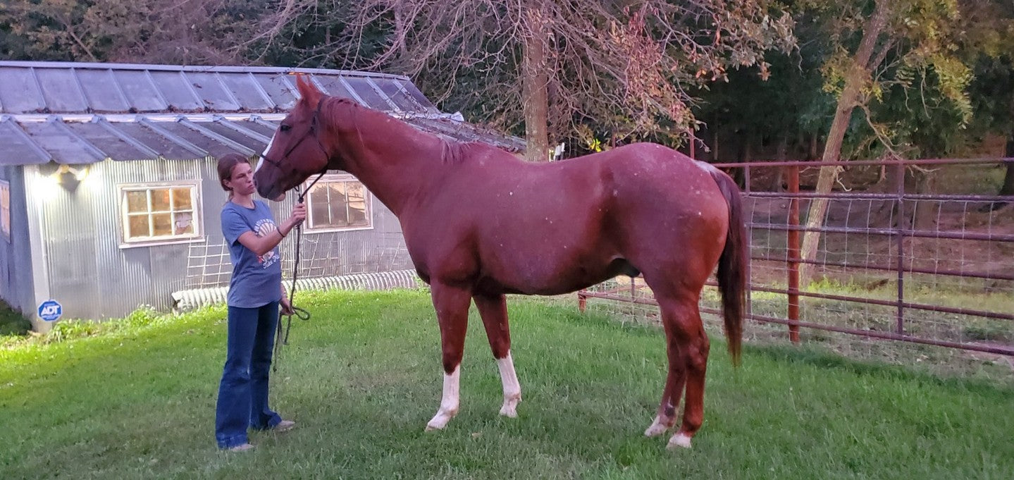 Roanie, a chestnut horse, standing on grass with a person at his head, October 2026