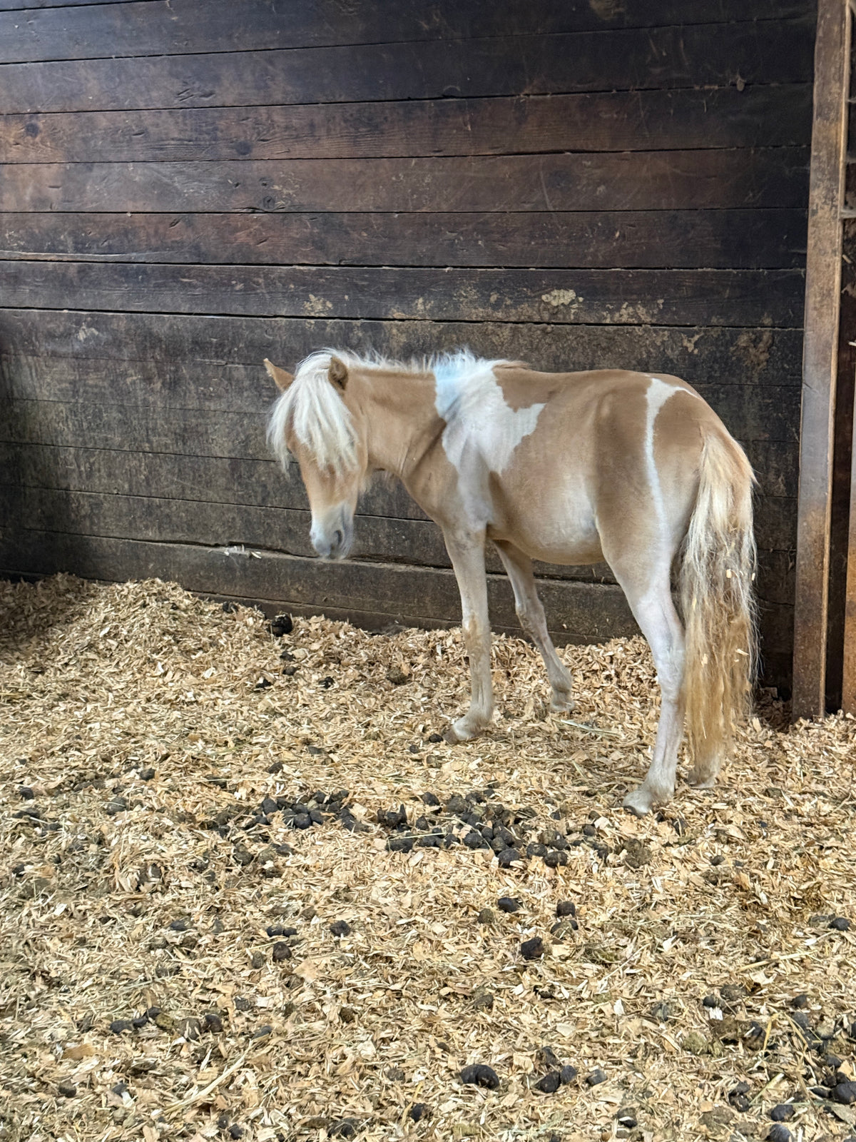 Pumpkin Spice, a 4 year old miniature pony, standing in his stall