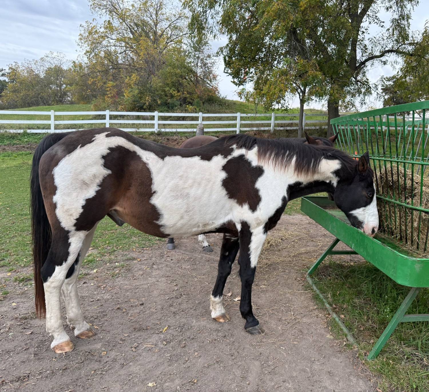 Henri, a 27 year old dark brown and white horse, eating hay from a feeder